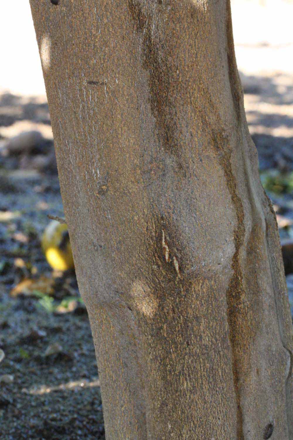            Bark (Riverside, CA)   